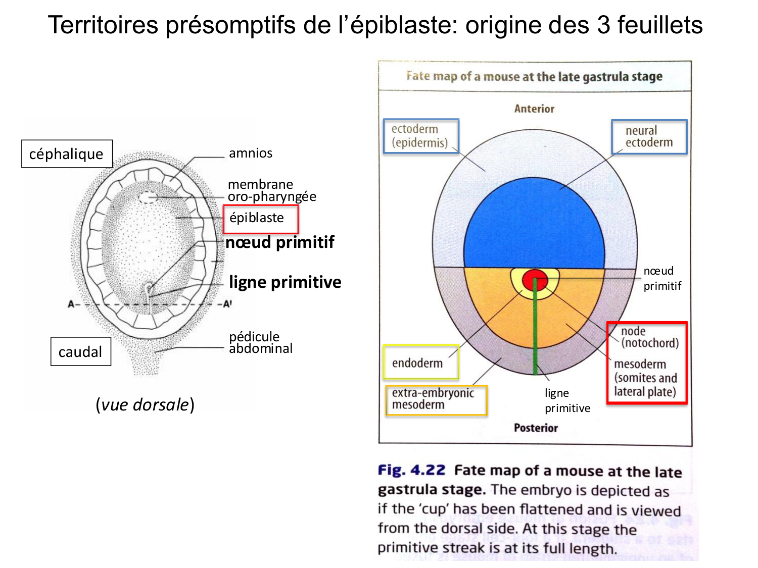 Développement — semaine 3 page 13
