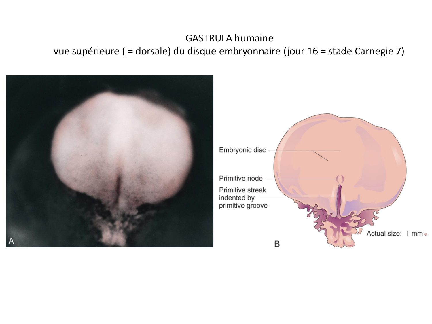 Développement — semaine 3 page 14
