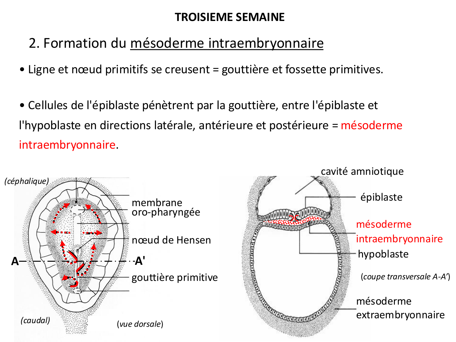 Développement — semaine 3 page 15