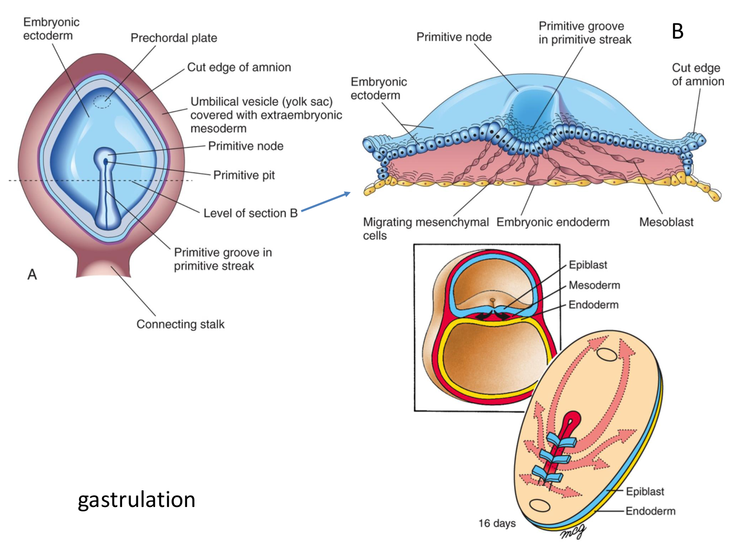 Développement — semaine 3 page 16