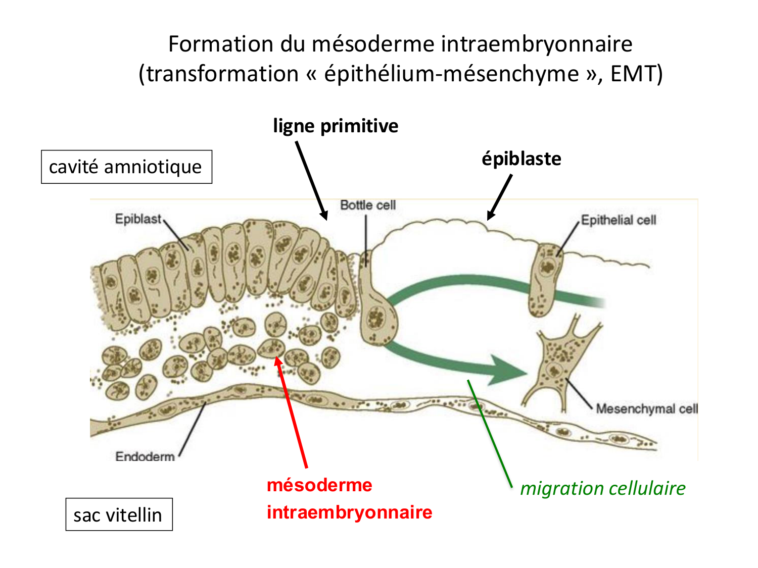 Développement — semaine 3 page 17