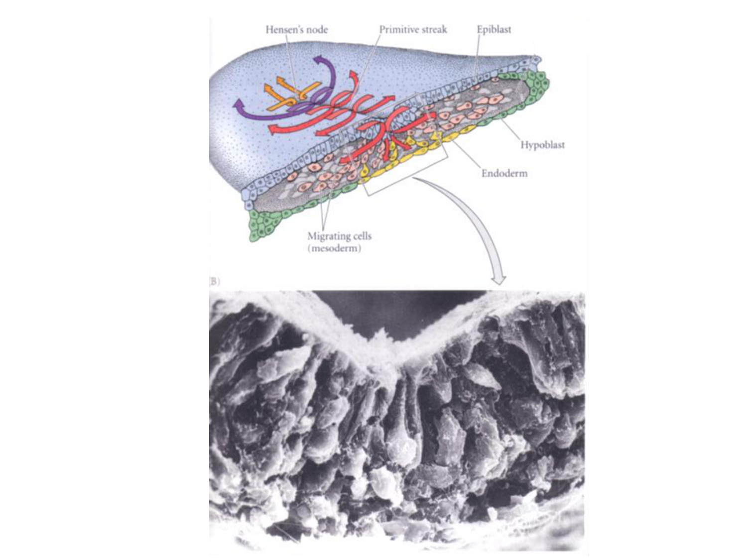 Développement — semaine 3 page 18