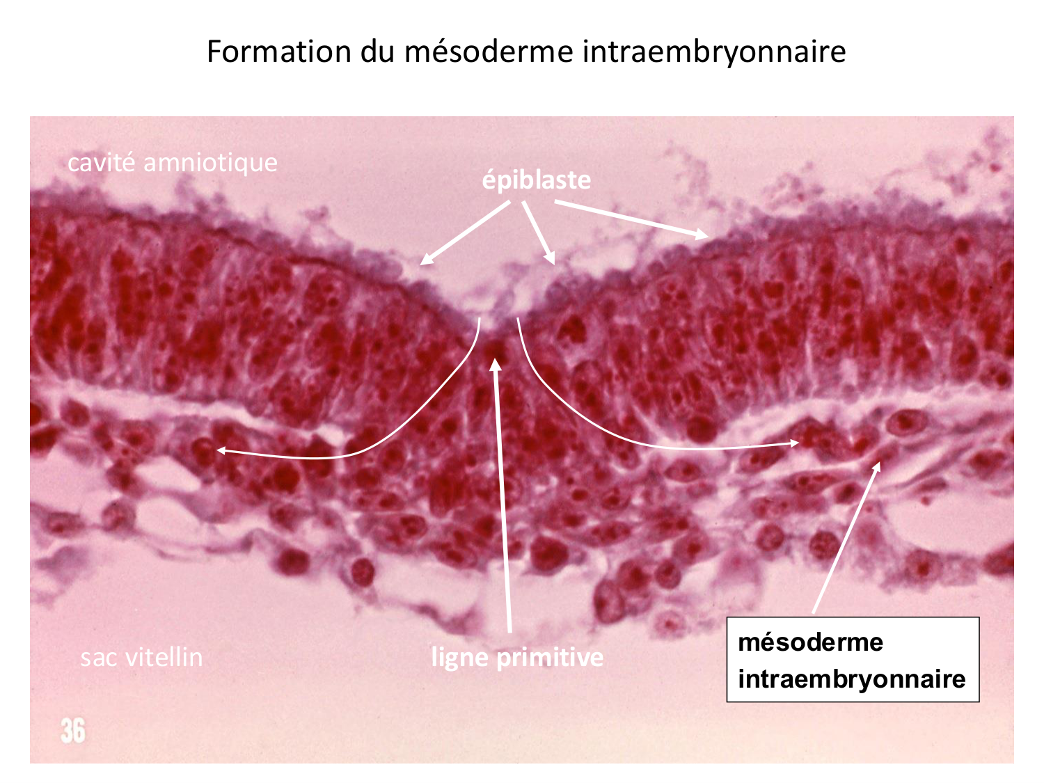 Développement — semaine 3 page 19
