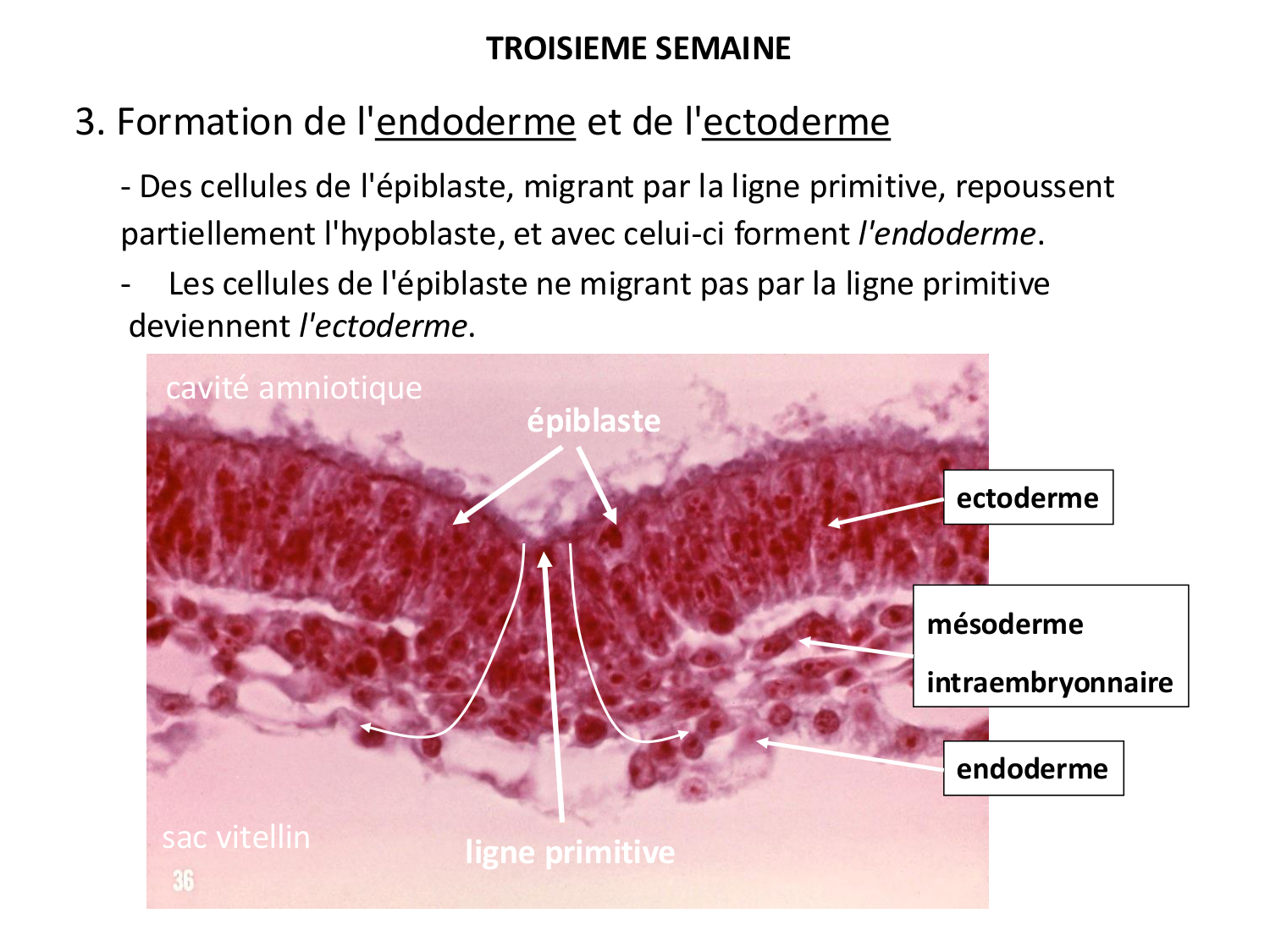 Développement — semaine 3 page 21