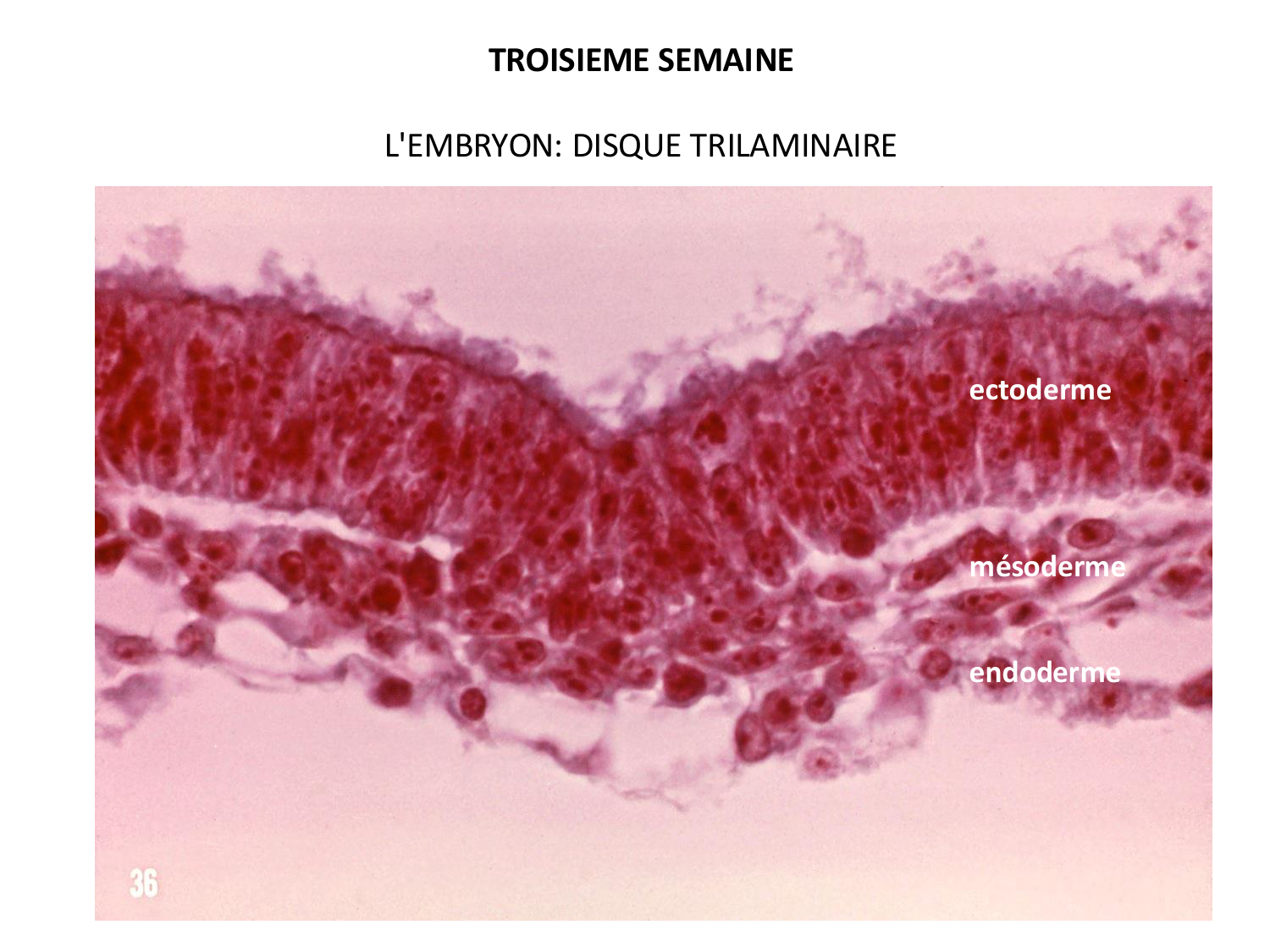 Développement — semaine 3 page 22