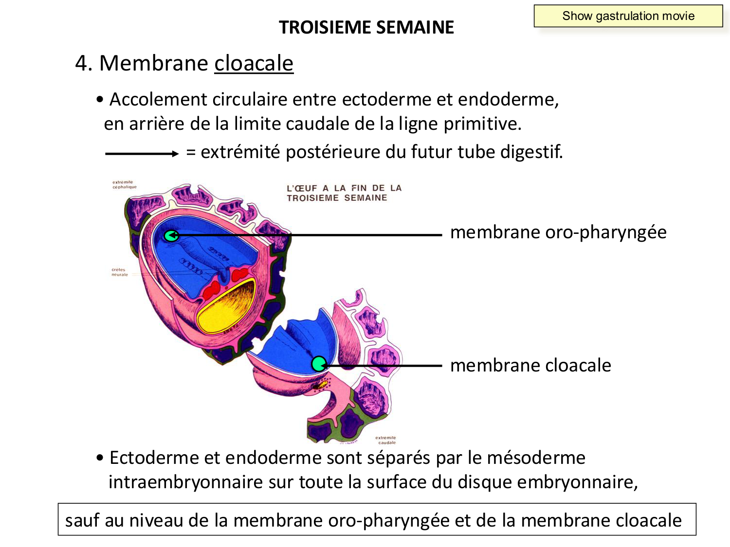 Développement — semaine 3 page 23