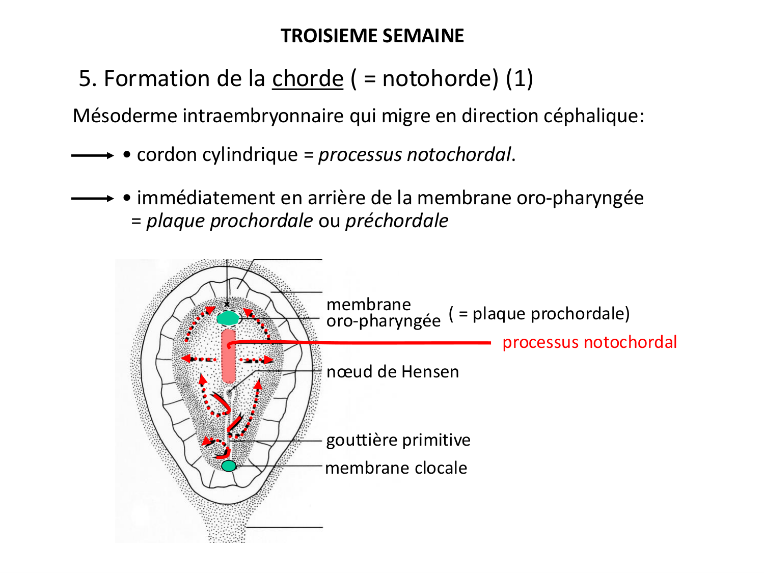 Développement — semaine 3 page 24