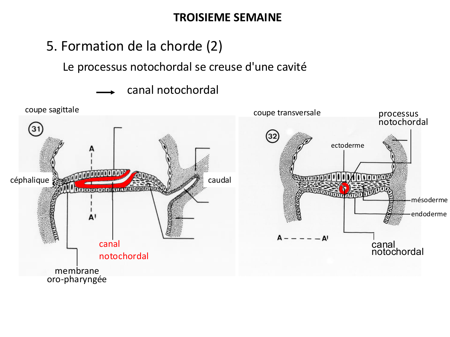 Développement — semaine 3 page 25