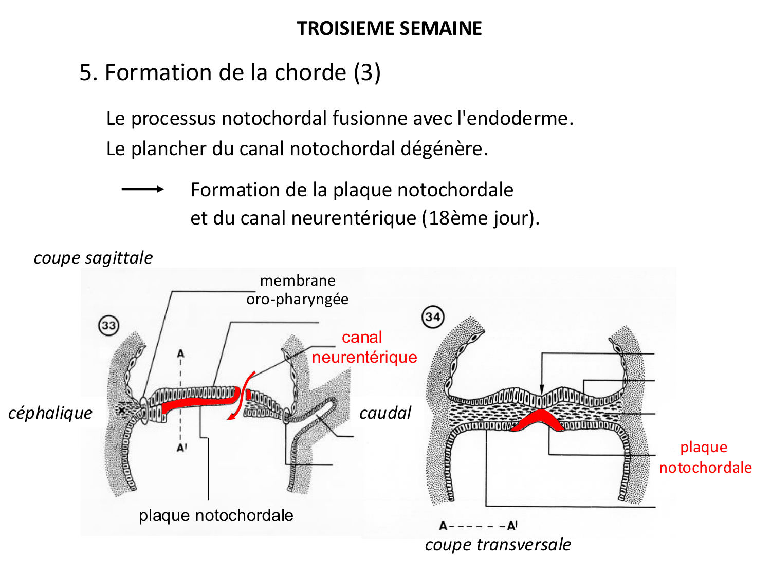 Développement — semaine 3 page 26