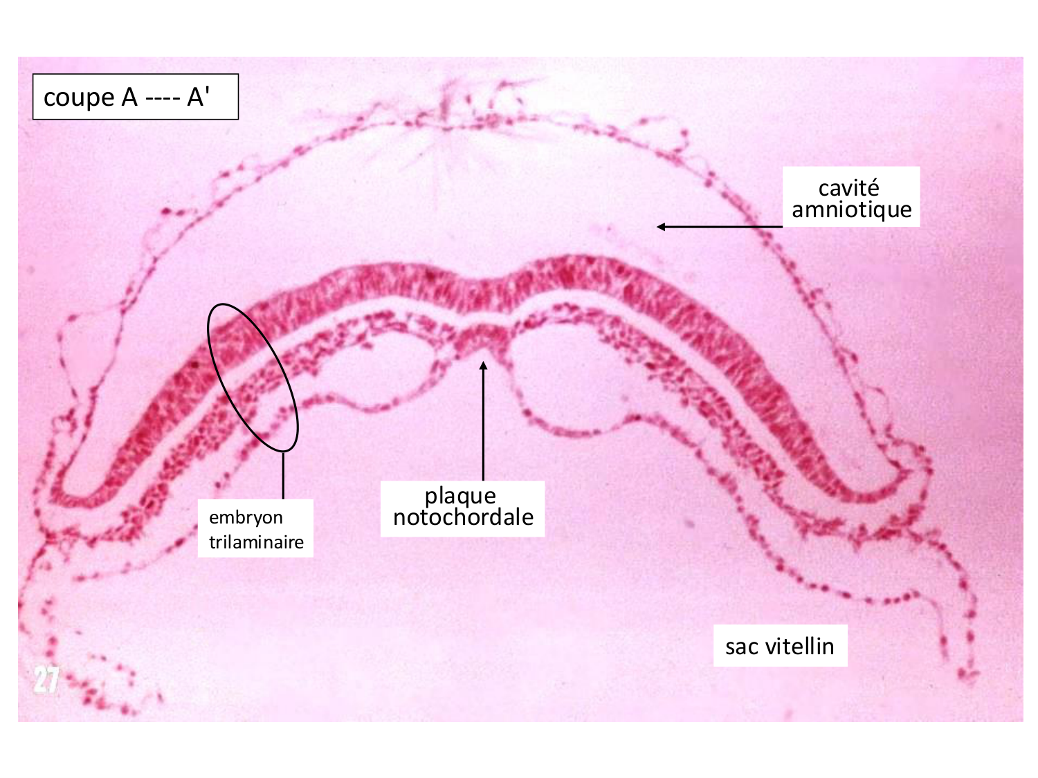 Développement — semaine 3 page 27