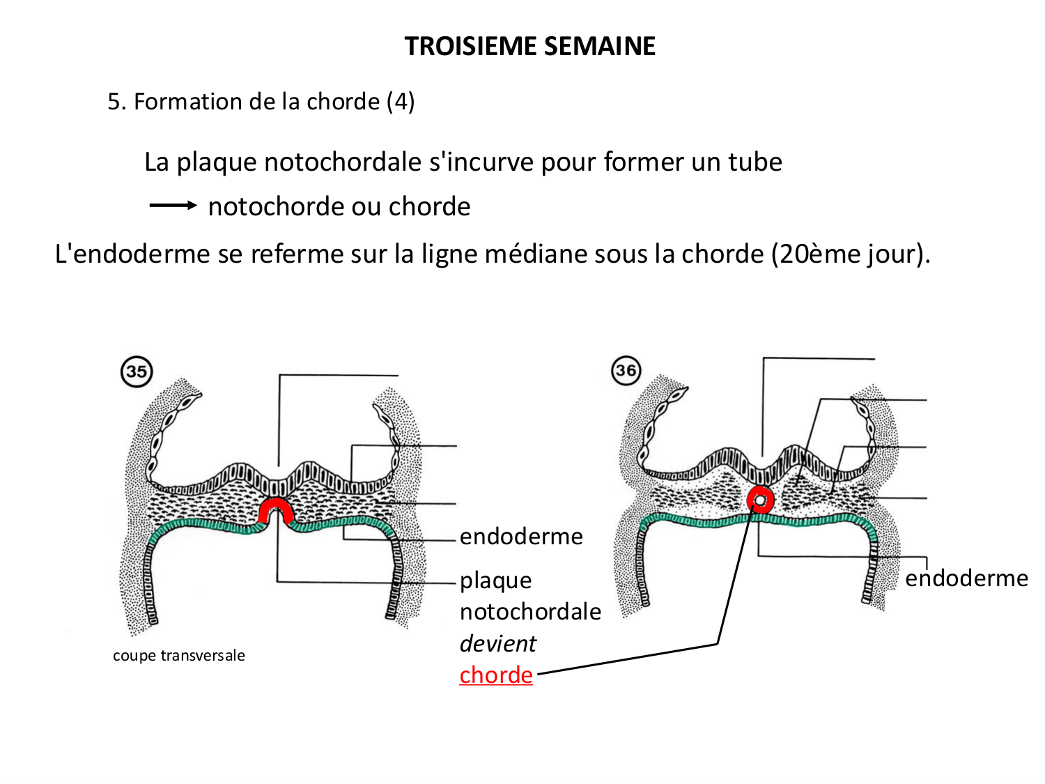 Développement — semaine 3 page 28