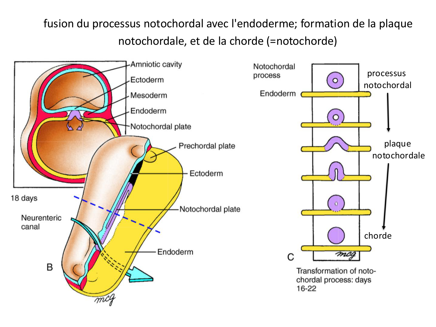 Développement — semaine 3 page 29