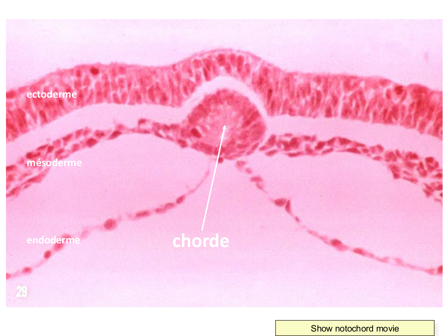 Développement — semaine 3 page 30