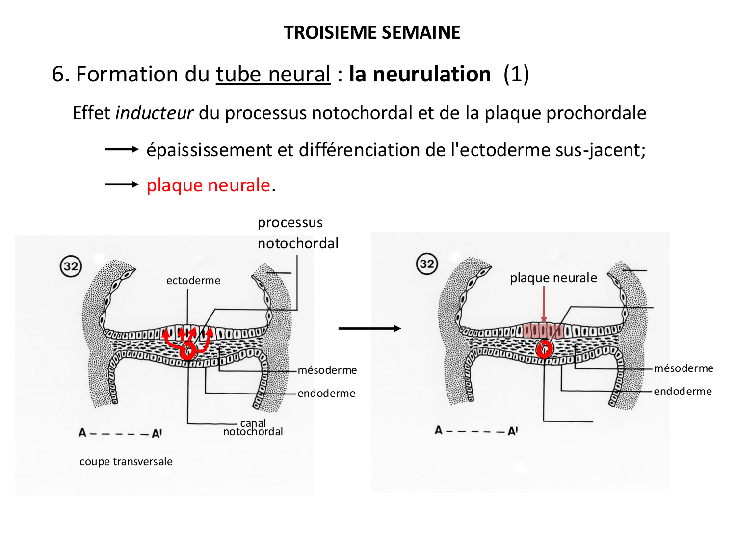 Développement — semaine 3 page 31