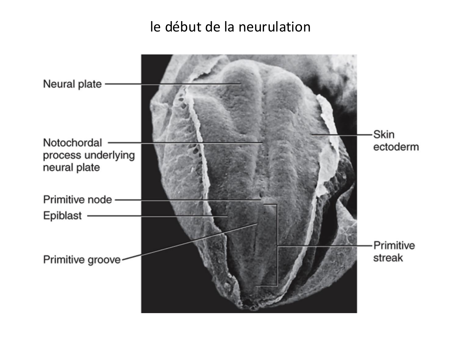 Développement — semaine 3 page 32