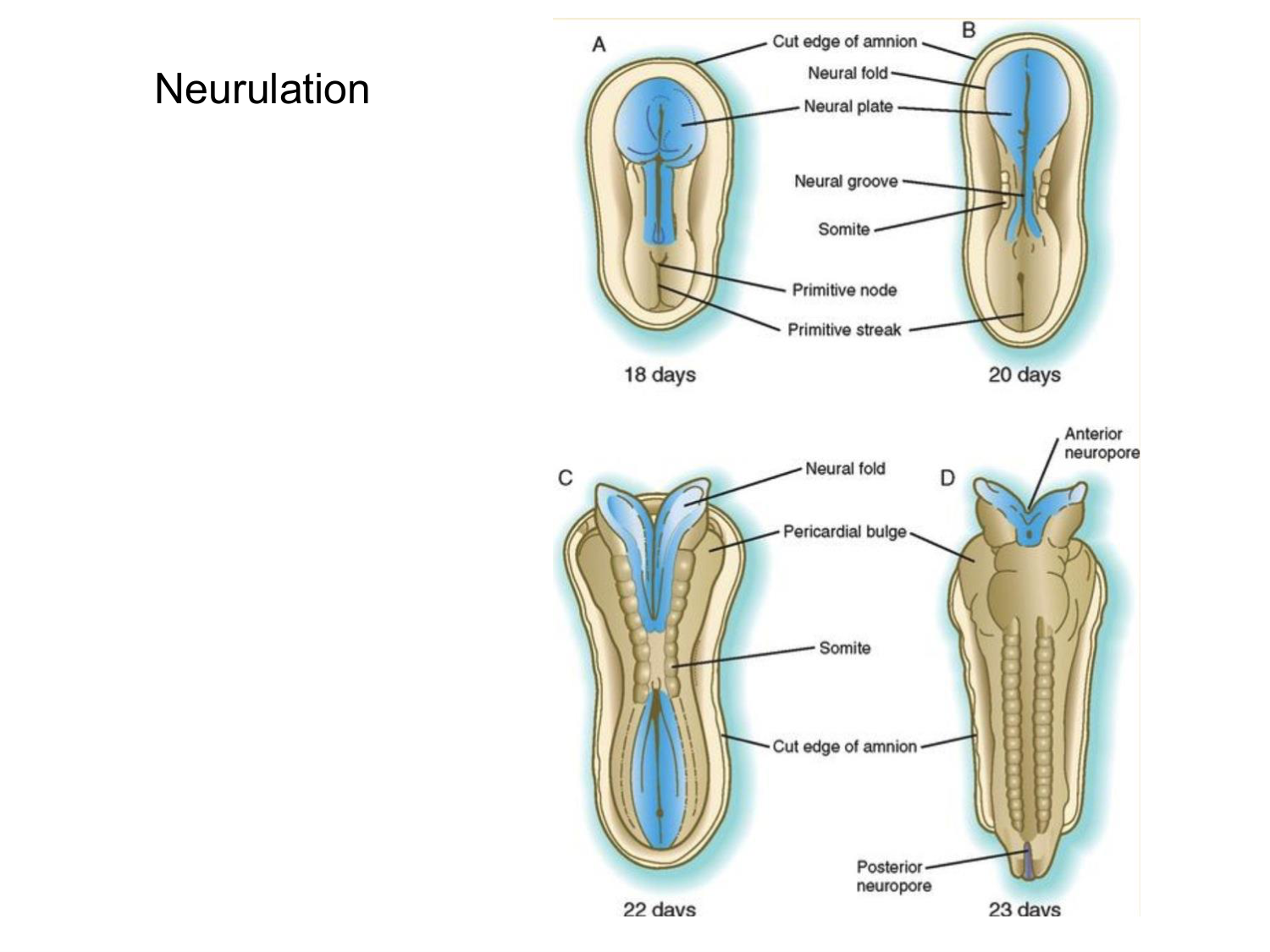 Développement — semaine 3 page 33
