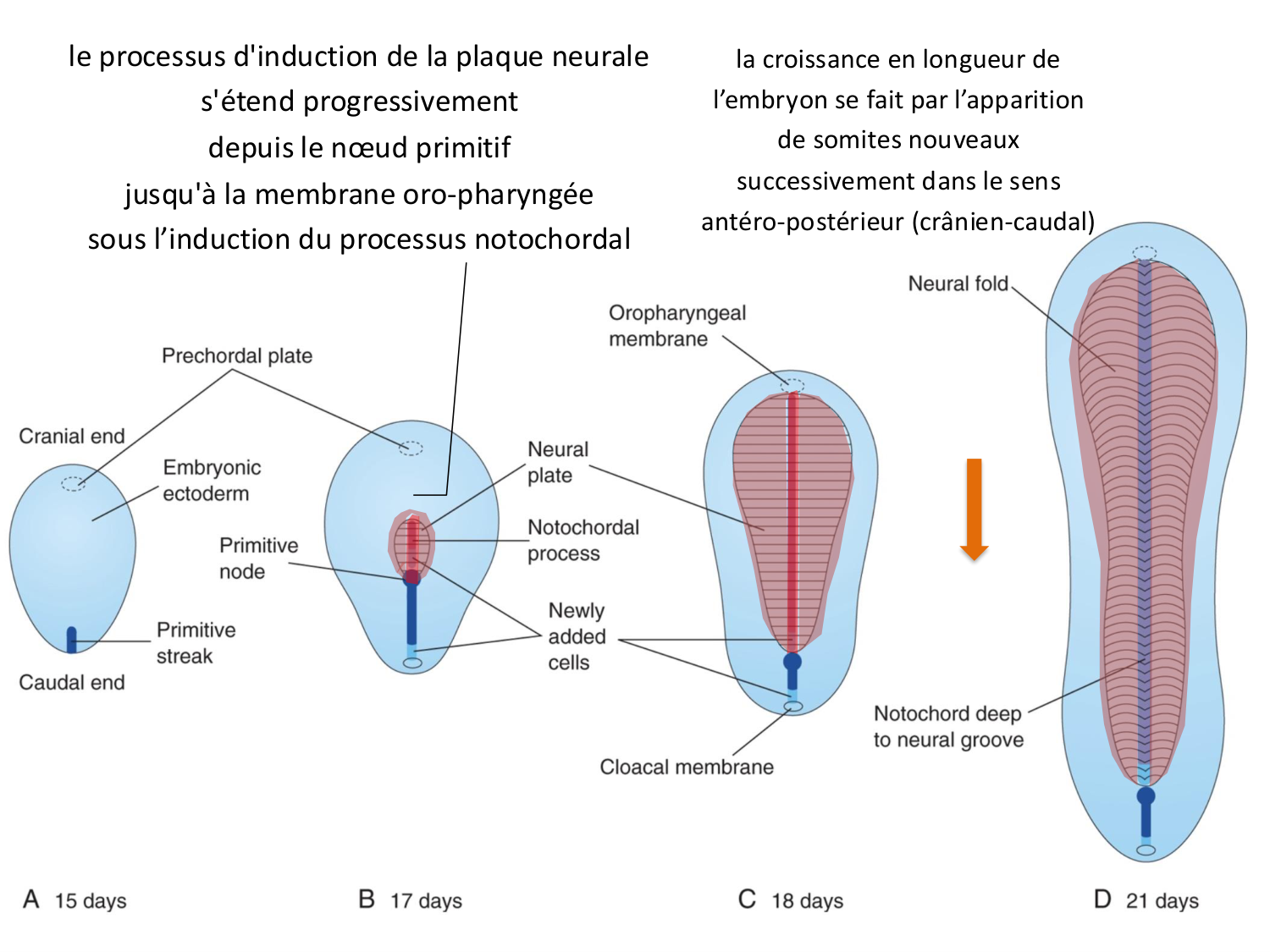 Développement — semaine 3 page 34