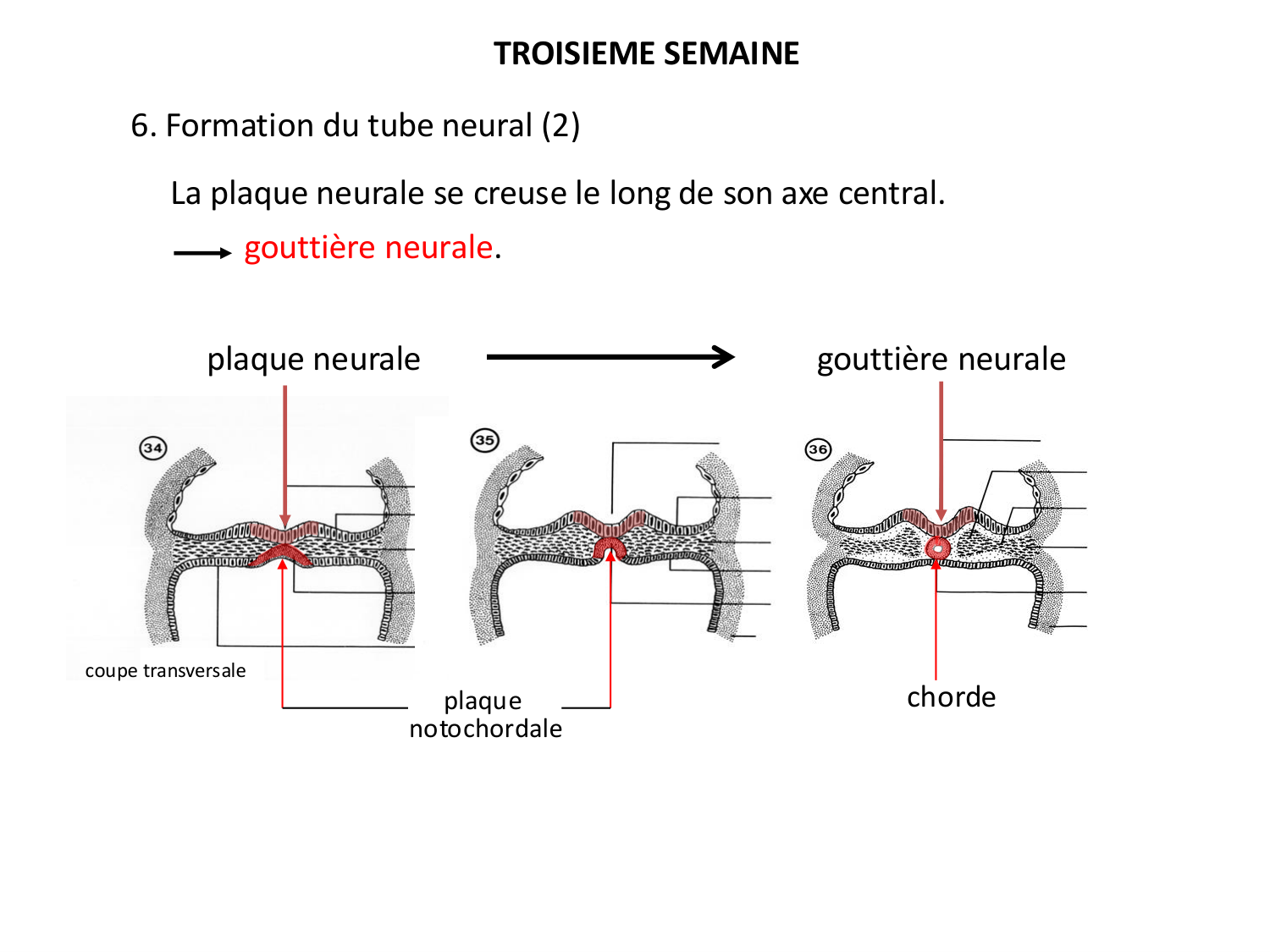 Développement — semaine 3 page 35