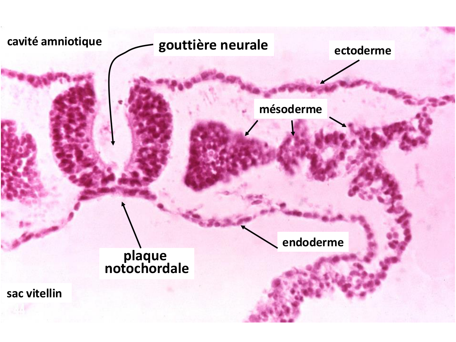 Développement — semaine 3 page 36
