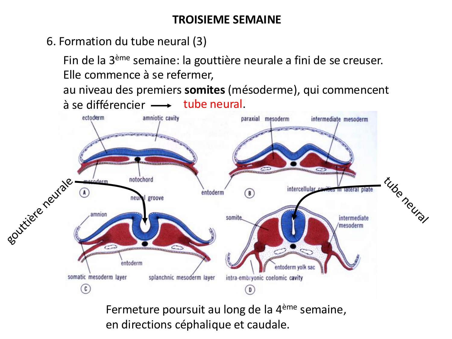 Développement — semaine 3 page 37