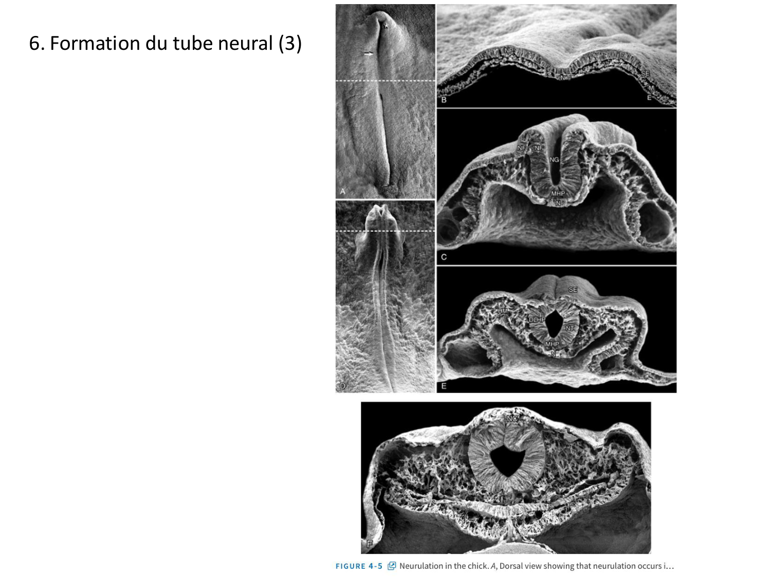Développement — semaine 3 page 38