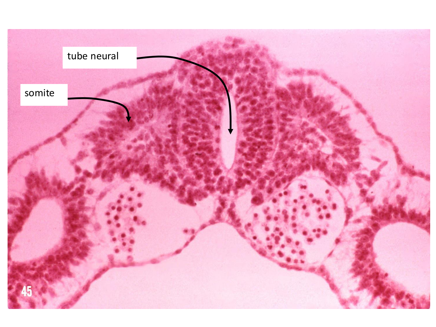 Développement — semaine 3 page 39