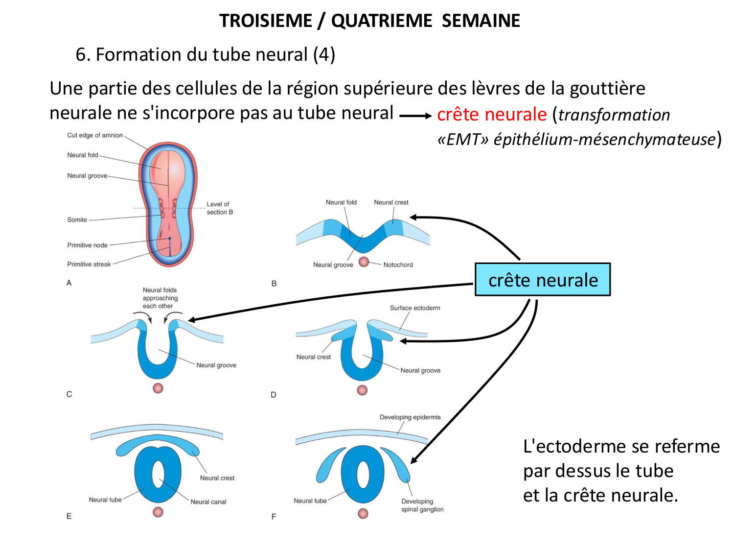 Développement — semaine 3 page 40