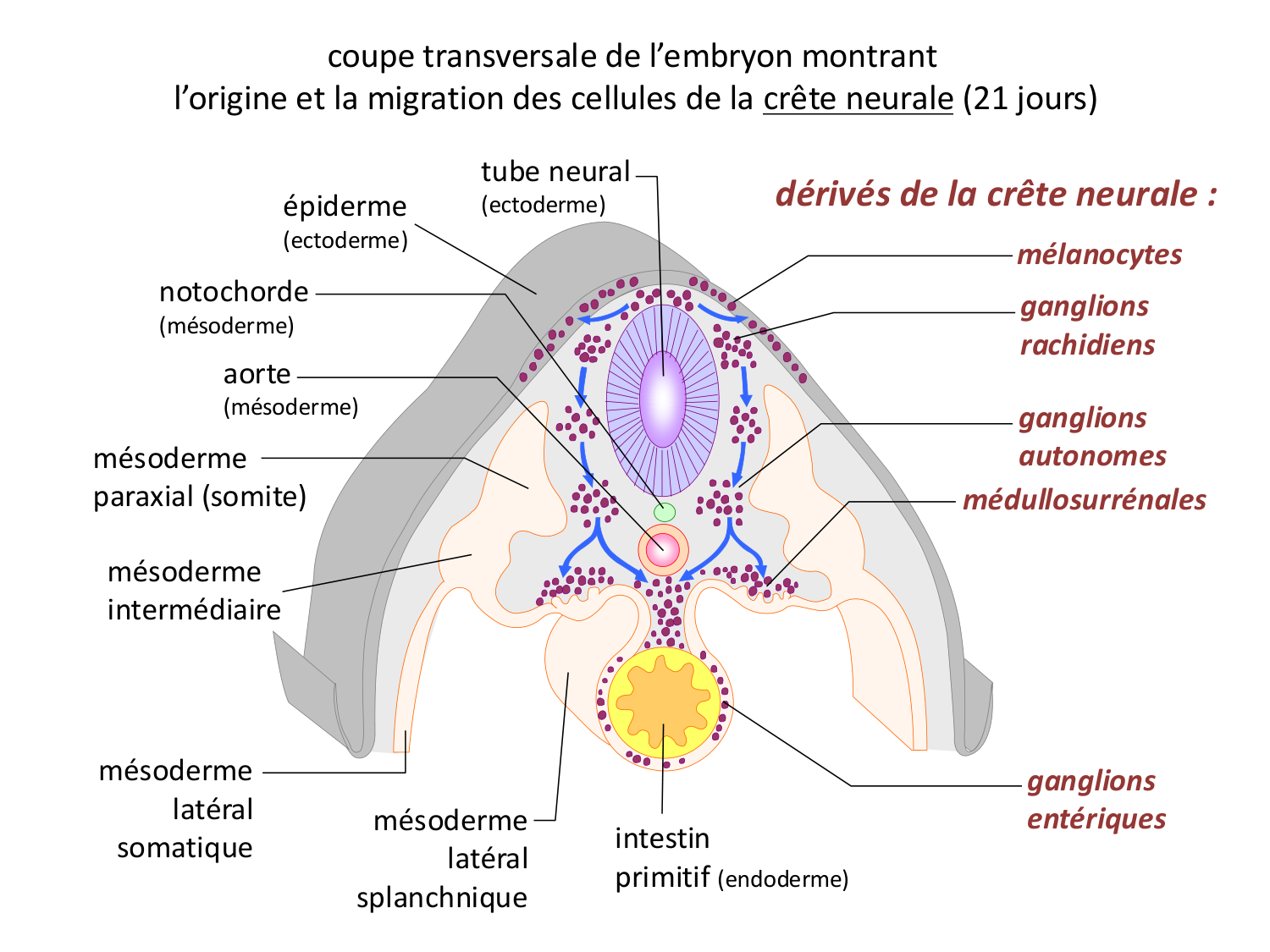 Développement — semaine 3 page 41