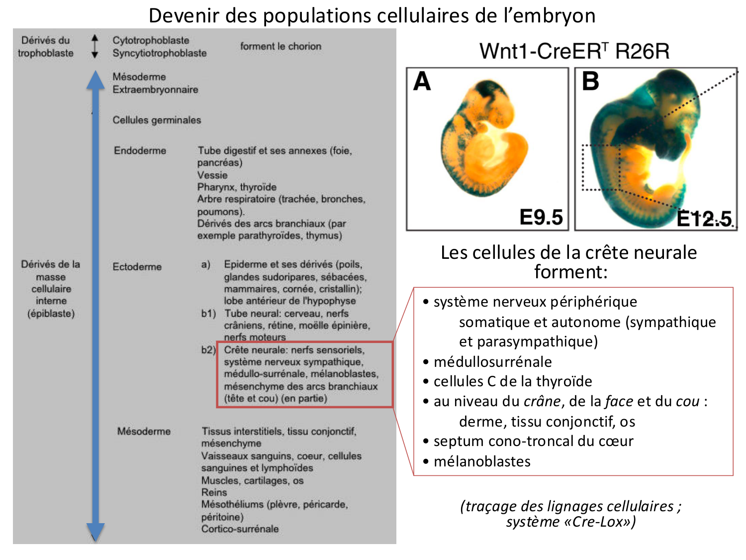 Développement — semaine 3 page 42
