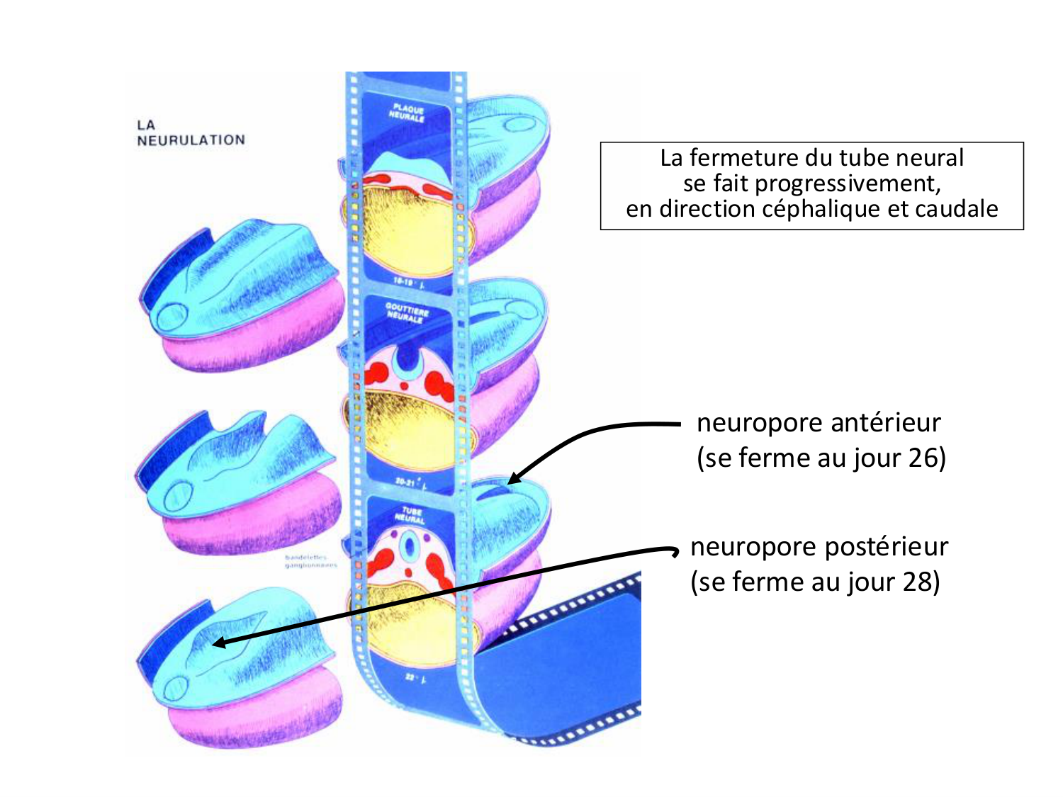 Développement — semaine 3 page 43