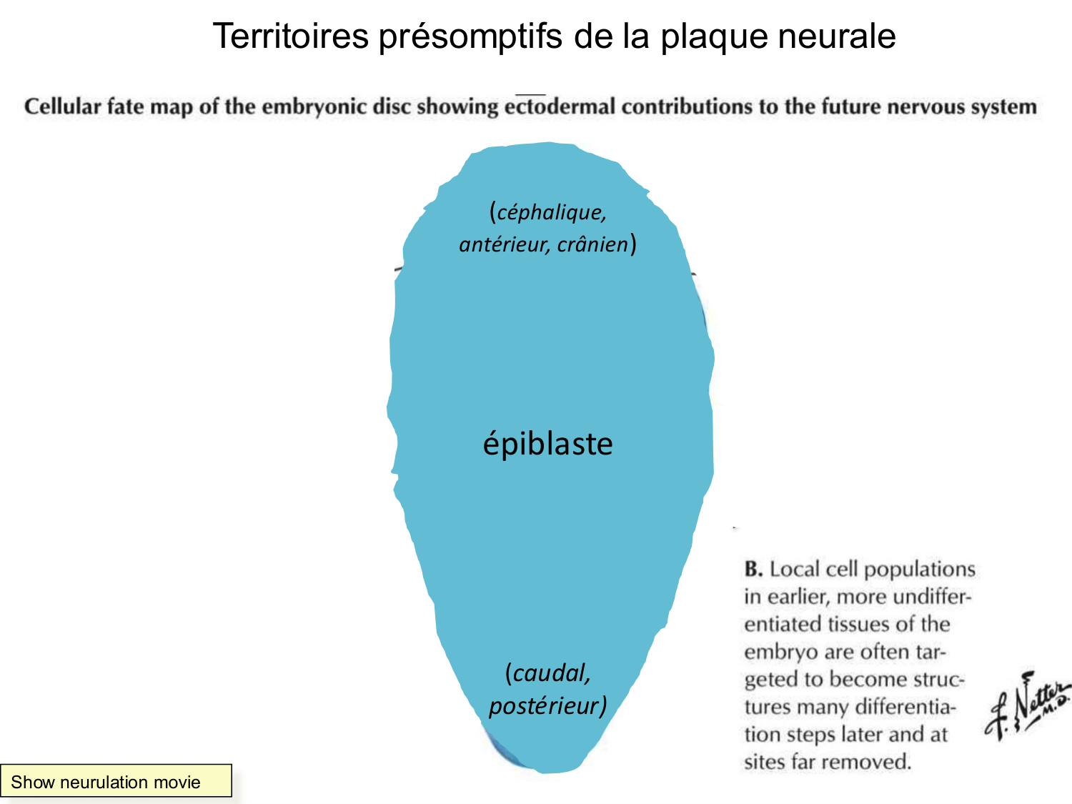 Développement — semaine 3 page 44