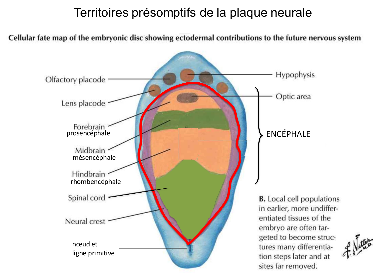 Développement — semaine 3 page 45