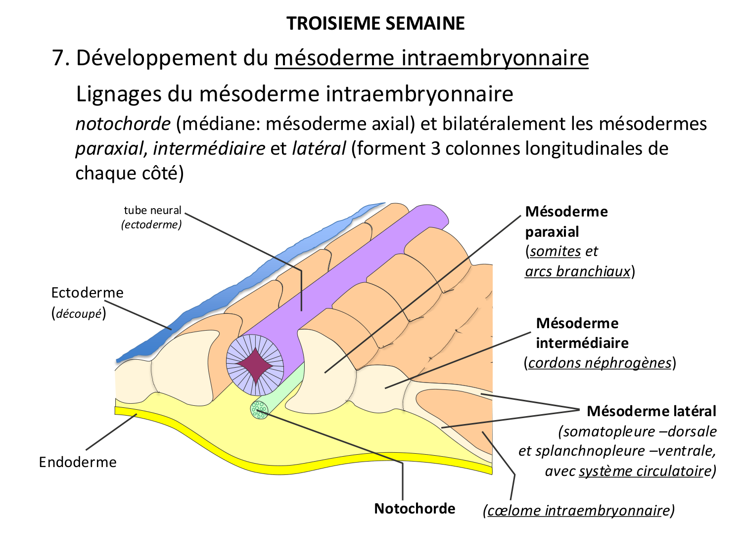 Développement — semaine 3 page 46