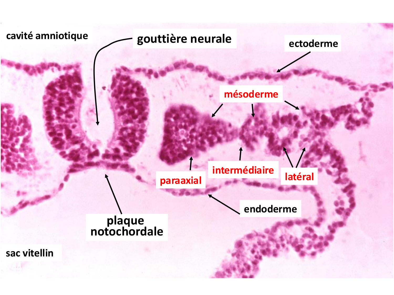 Développement — semaine 3 page 47