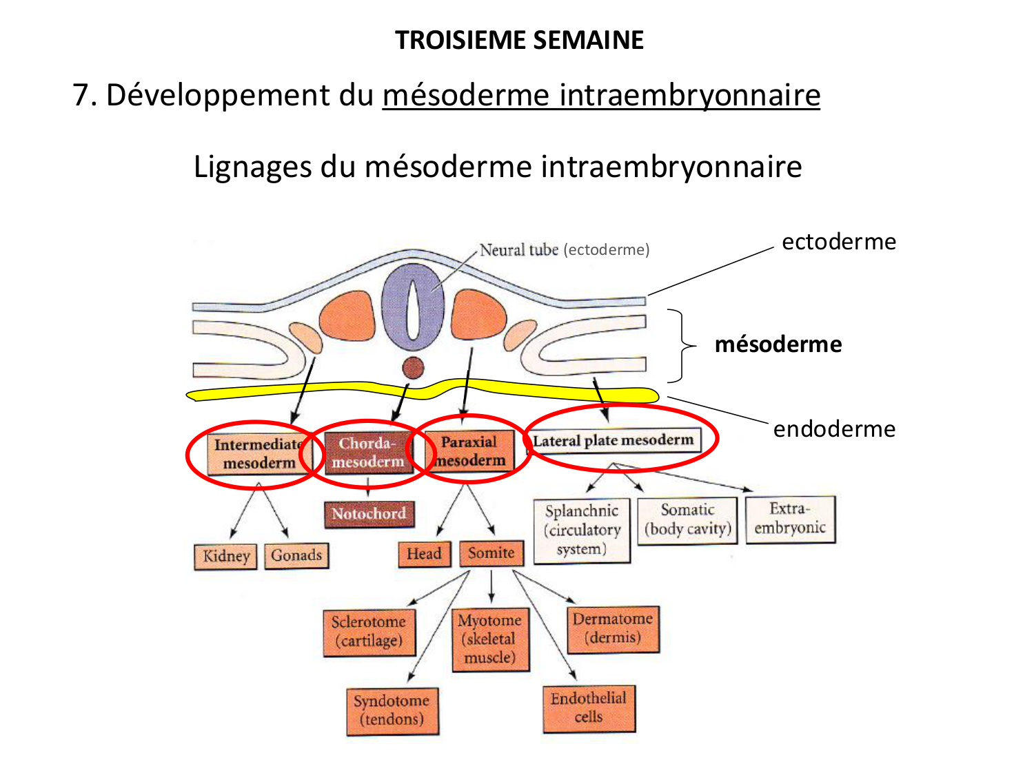 Développement — semaine 3 page 48
