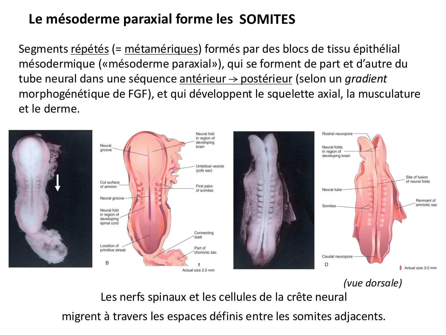 Développement — semaine 3 page 50