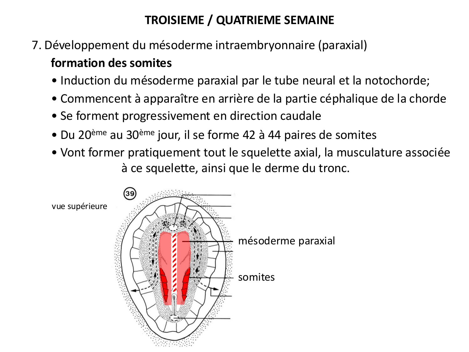 Développement — semaine 3 page 51