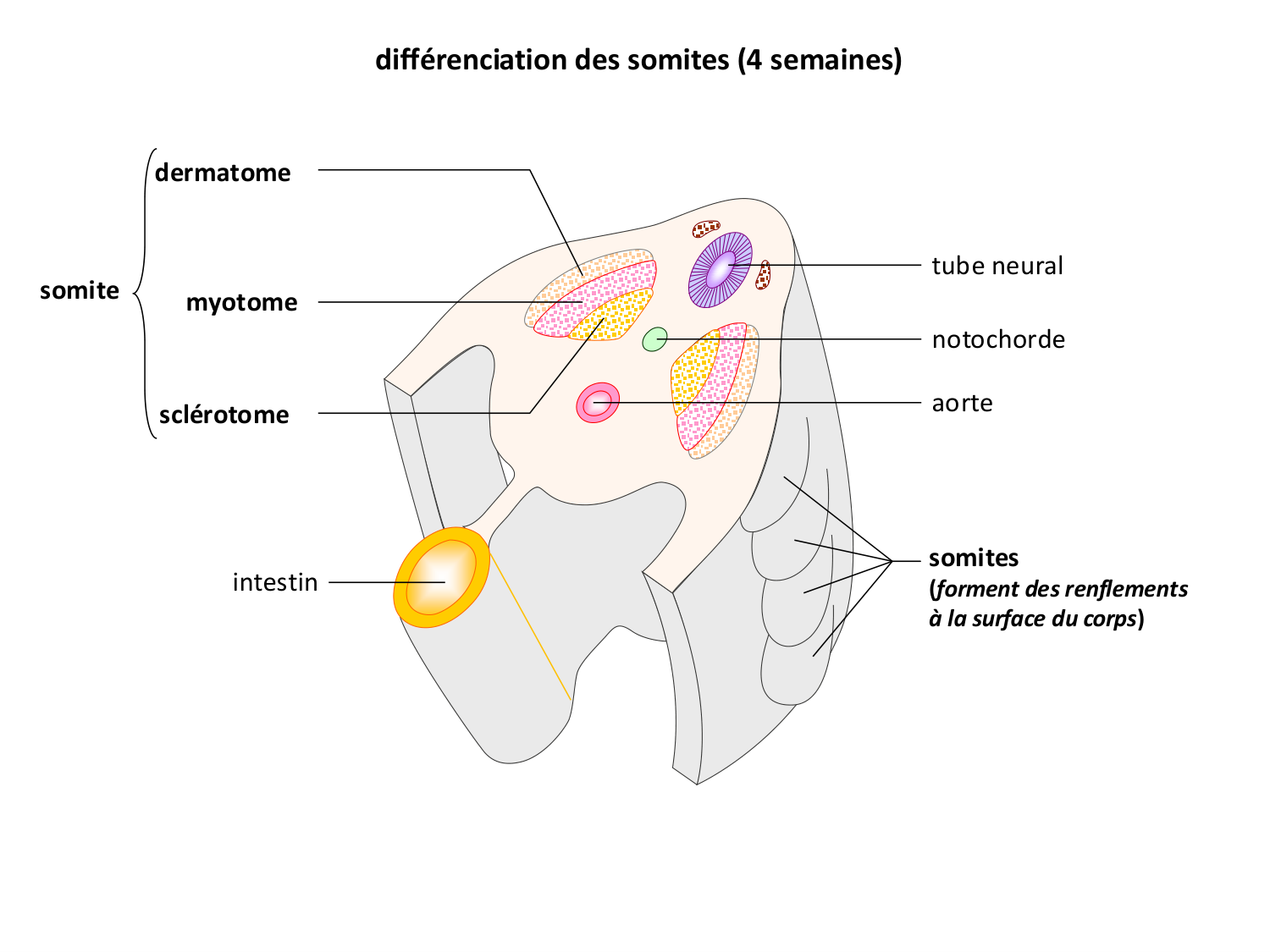 Développement — semaine 3 page 52