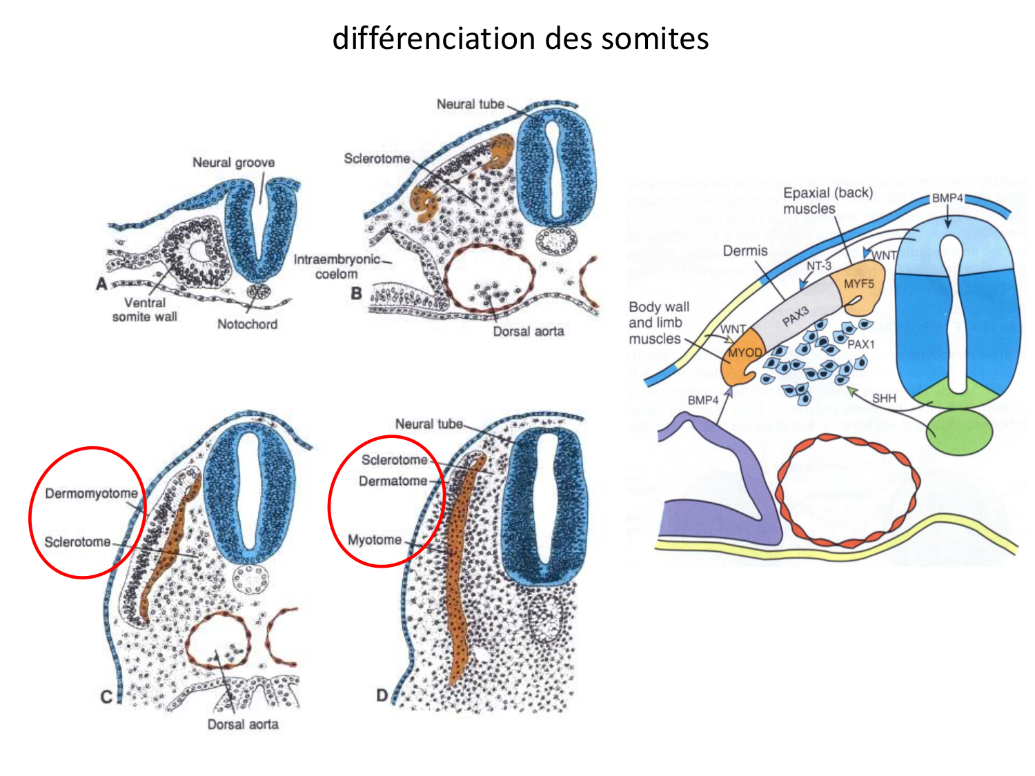 Développement — semaine 3 page 53