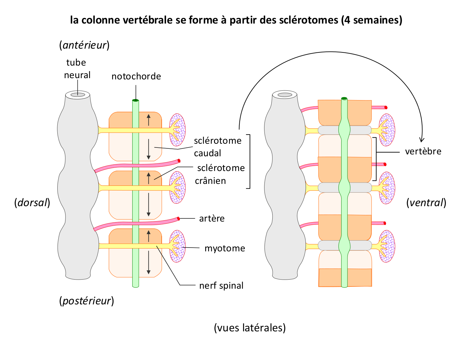 Développement — semaine 3 page 54