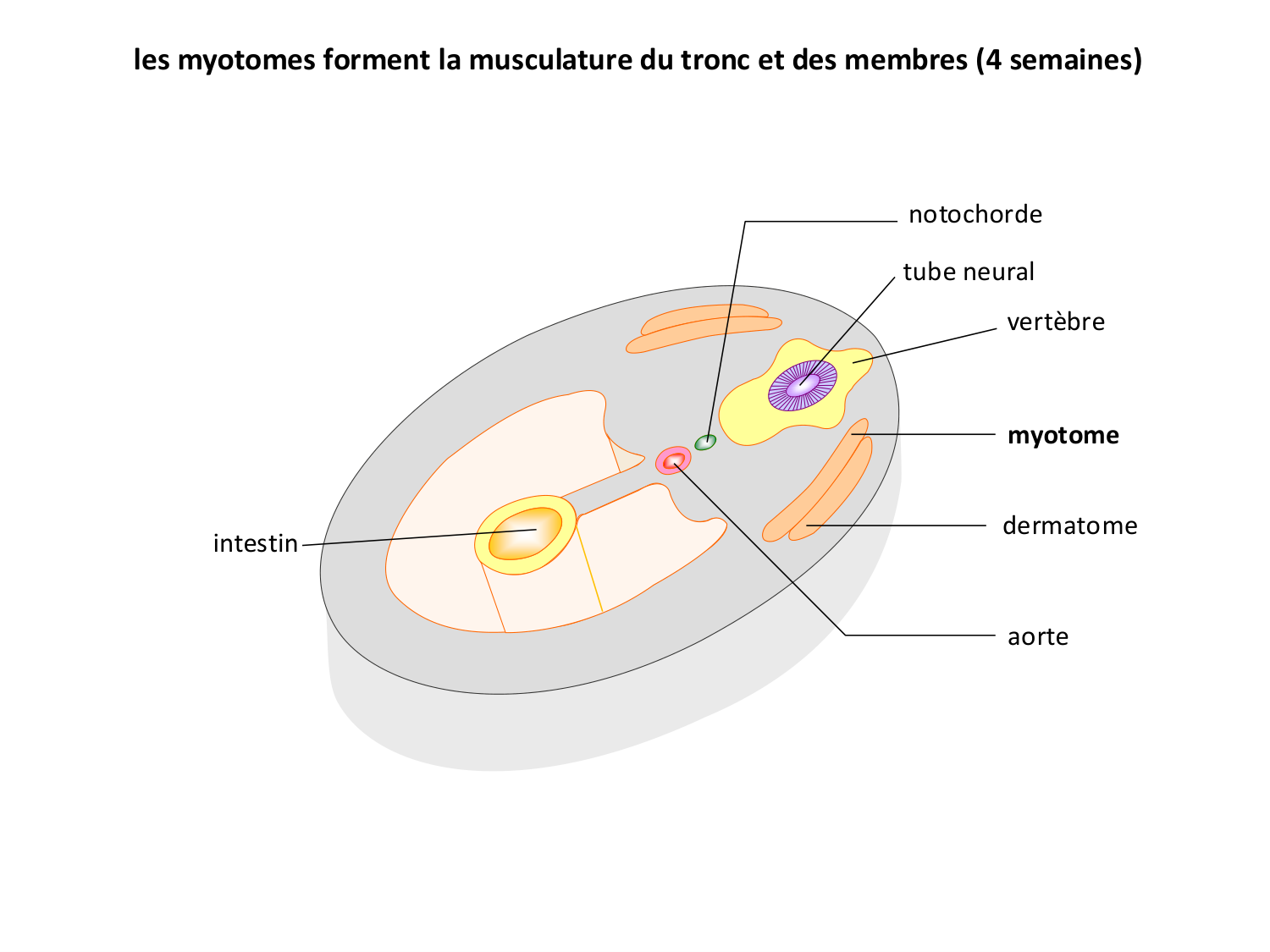 Développement — semaine 3 page 55