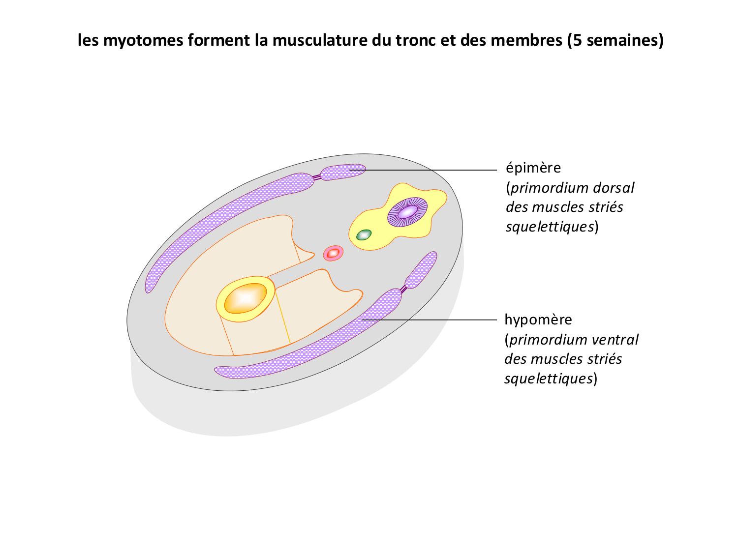 Développement — semaine 3 page 56