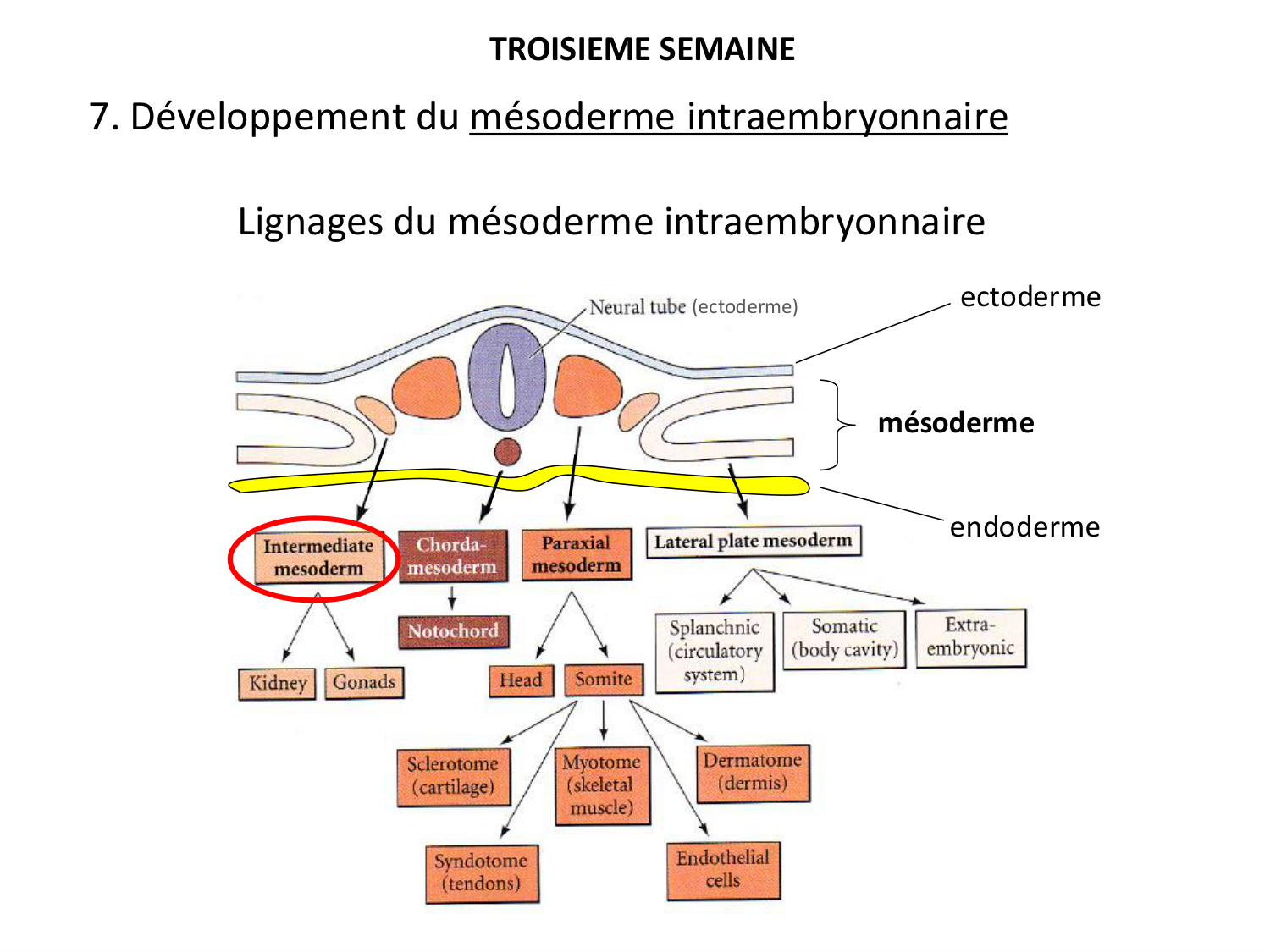 Développement — semaine 3 page 58