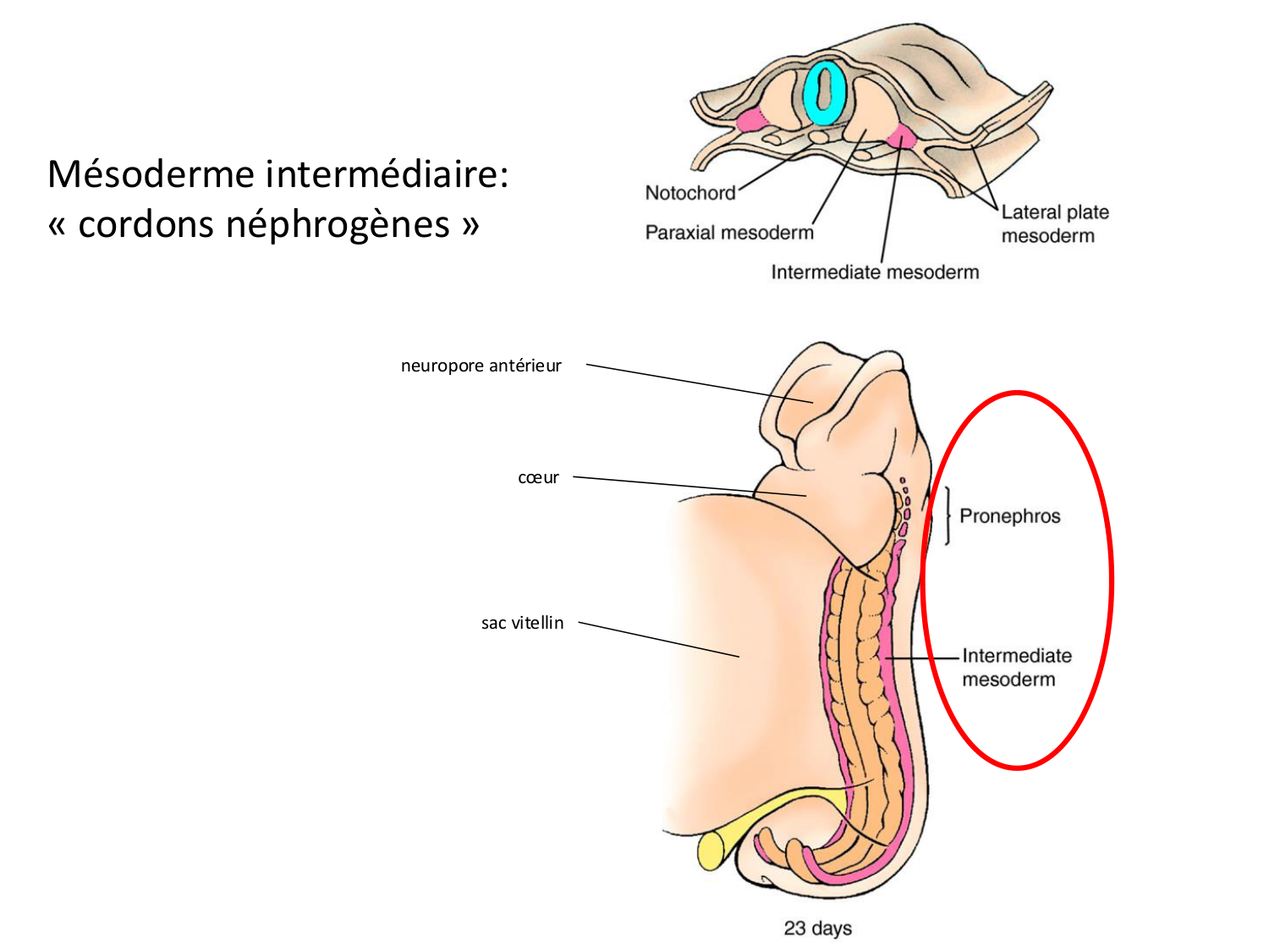 Développement — semaine 3 page 60