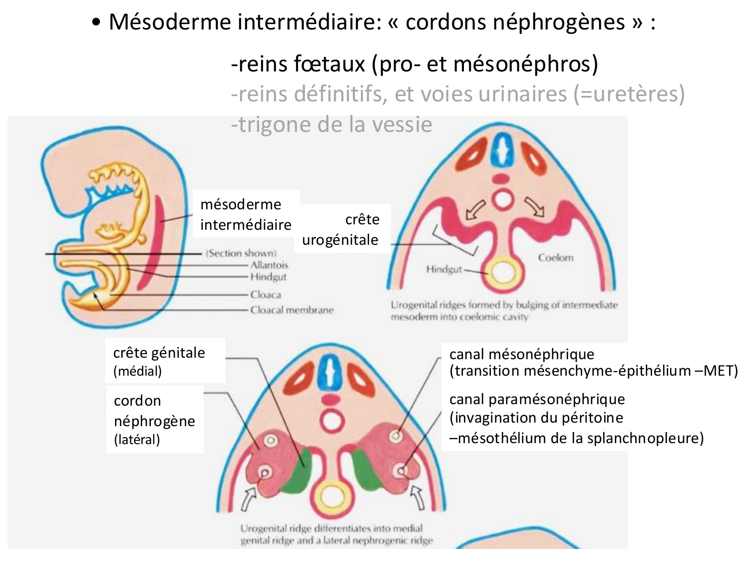 Développement — semaine 3 page 61