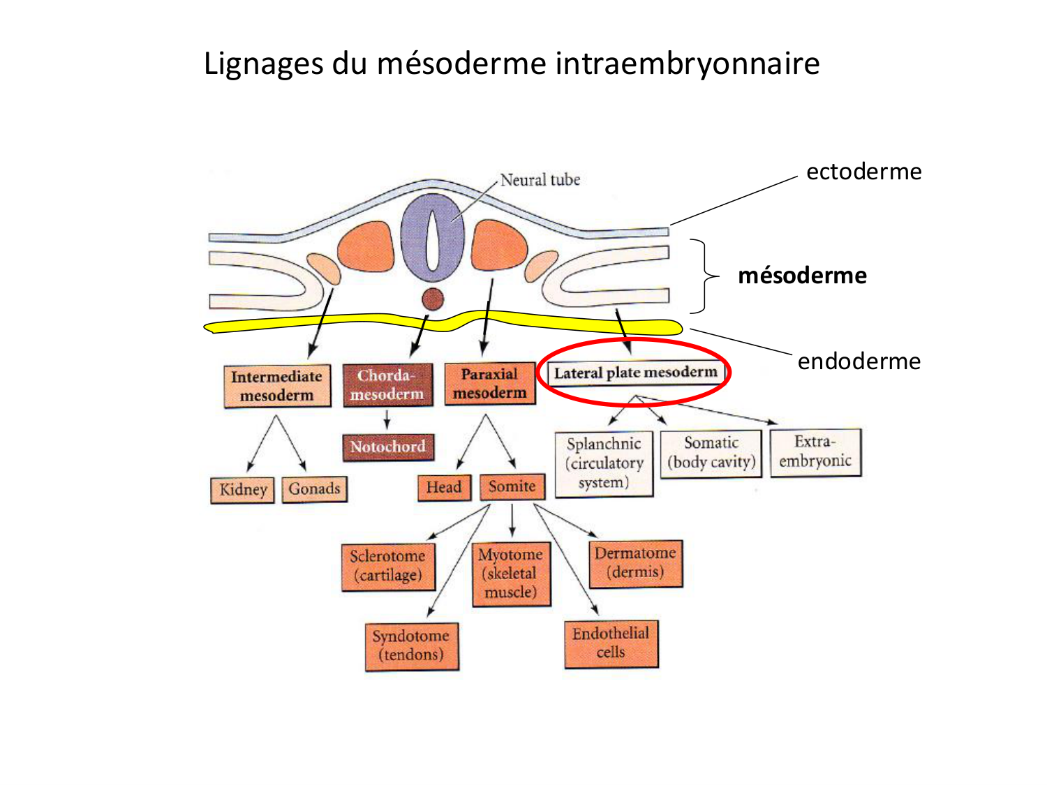 Développement — semaine 3 page 62