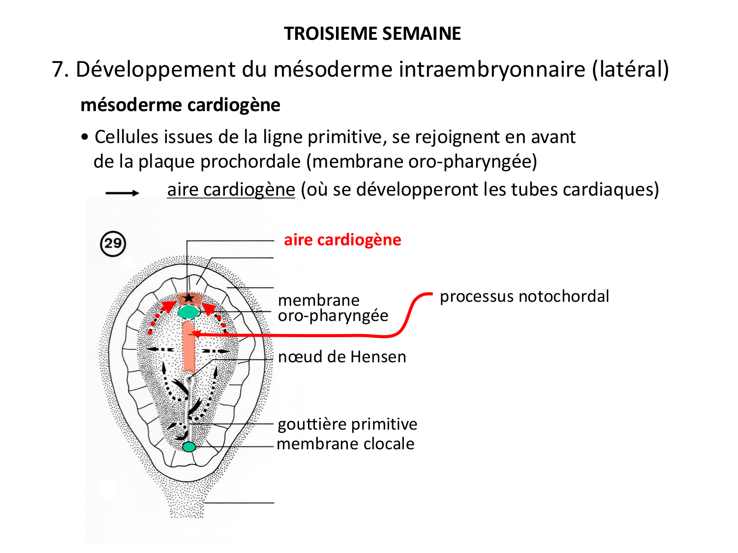 Développement — semaine 3 page 63