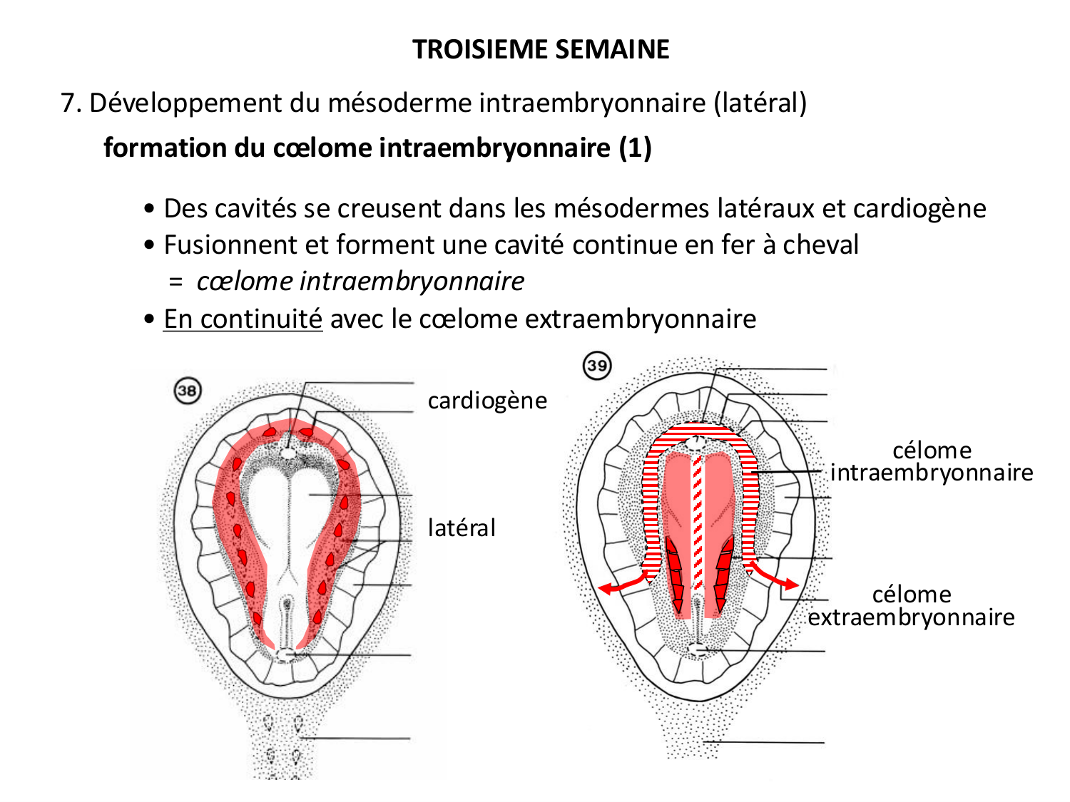 Développement — semaine 3 page 64