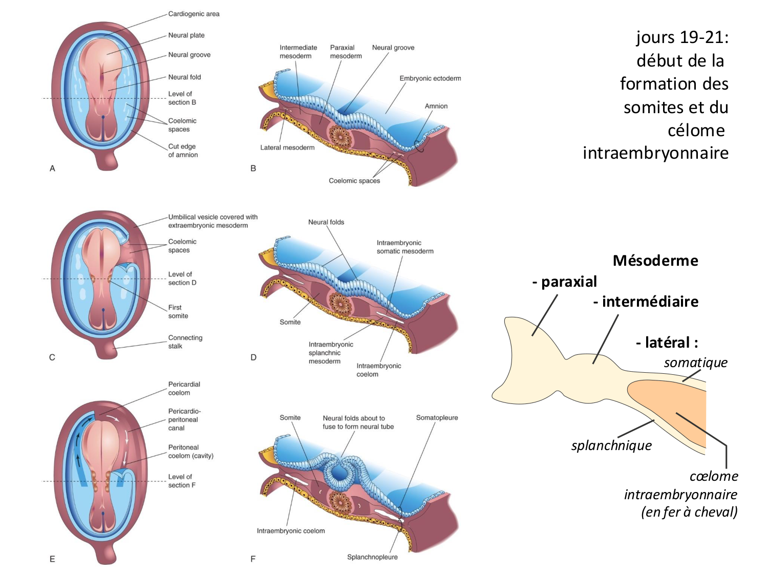 Développement — semaine 3 page 65