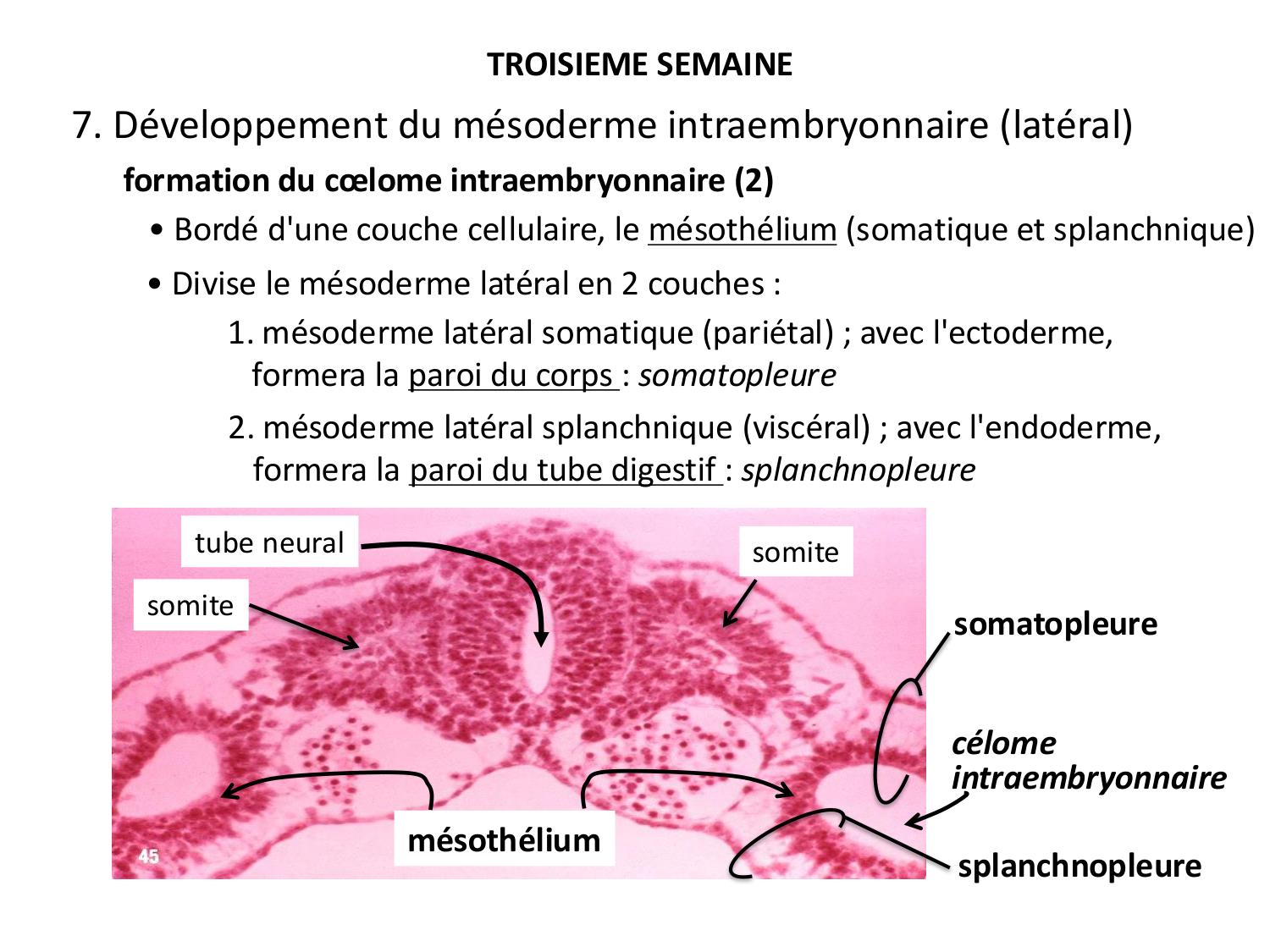 Développement — semaine 3 page 66